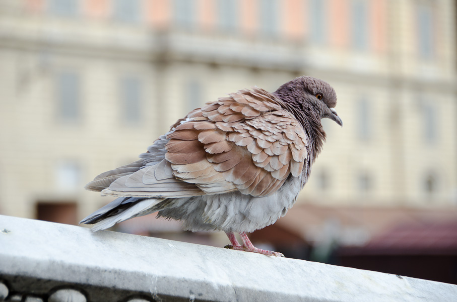 Siena